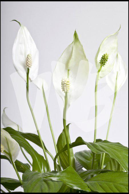 bloemen en planten vvbvanbree     1147